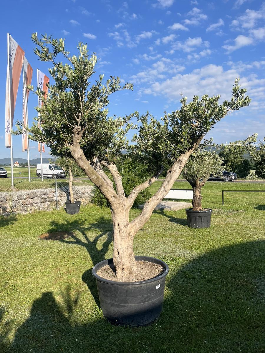 Olivenbaum Pon Pon, Herkunft Spanien, Breite 250 cm, Höhe 220 cm